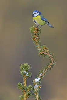 Blue tit (Cyanistes caeruleus)