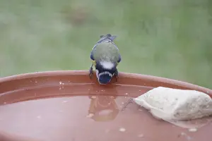 Blue tit (Cyanistes caeruleus)