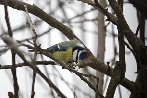 Blue tit (Cyanistes caeruleus)