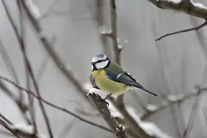 Blue tit (Cyanistes caeruleus)