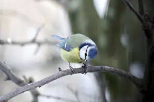 Blue tit (Cyanistes caeruleus)
