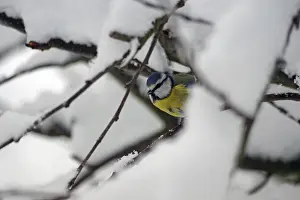 Blue tit (Cyanistes caeruleus)
