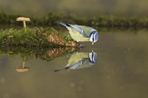 Blue Tit (Cyanistes caeruleus) adult