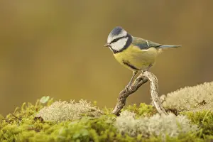 Blue Tit (Cyanistes caeruleus) adult