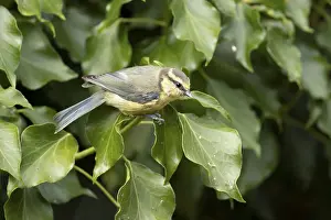 Blue tit (Cyanistes caeruleus) adult garden bird on an Ivy tree branch in summer