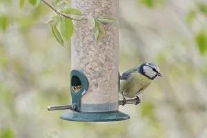 Blue tit (Cyanistes caeruleus) eating seeds from a feeder