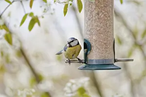 Blue tit (Cyanistes caeruleus) eating seeds from a feeder