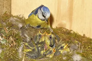 Blue tit (Cyanistes caeruleus) feeding the young in the nest