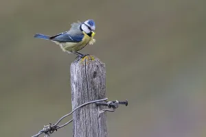 Blue tit (Cyanistes caeruleus) with food in its beak sitting on a fence post