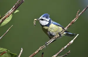 Blue tit (cyanistes caeruleus) with insect in beak