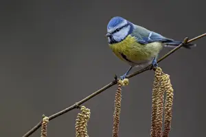 A blue tit (Cyanistes caeruleus) in late winter