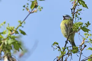 Blue tit (Cyanistes caeruleus) in Norway maple (Acer platanoides)