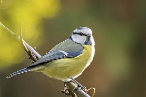 The blue tit (Cyanistes caeruleus) observes its surroundings in the trees