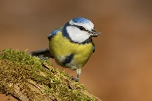 Blue tit, Cyanistes caeruleus, Parus caeruleus