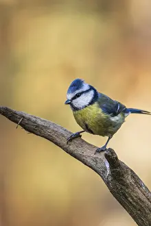 Blue tit (Cyanistes caeruleus) perched on a branch