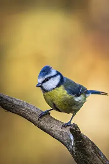 Blue tit (Cyanistes caeruleus) perched on a branch