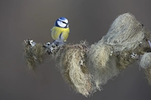 Blue Tit (Cyanistes caeruleus) perched on a spruce branch covered in beard lichen