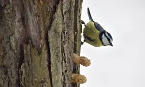 Blue tit, (Cyanistes caeruleus) picks up a whole peanut in winter