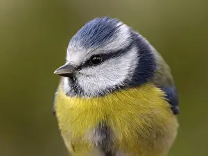 Blue tit (Cyanistes caeruleus) portrait shot from the front