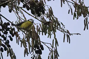 Blue tit (Cyanistes caeruleus) searching for food in a black alder (Alnus glutinosa)