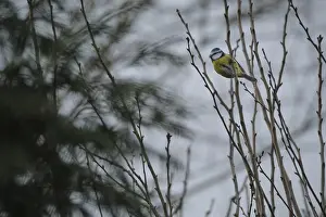Blue tit (Cyanistes caeruleus) shortly in front of take-off