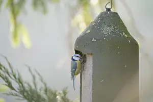 Blue tit (Cyanistes caeruleus) sit on a birdhouse