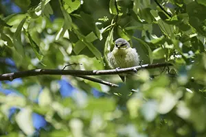 Blue tit (Cyanistes caeruleus) sitting in a lime tree (Tilia)