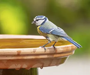 Blue tit (Cyanistes caeruleus) standing on a bird bath