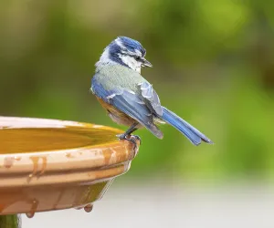 Blue tit (Cyanistes caeruleus) standing on a bird bath