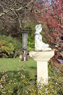 Blue tit (Cyanistes caeruleus, syn)