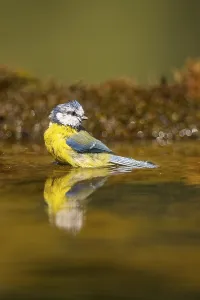 Blue tit (Cyanistes caeruleus) at a water pool