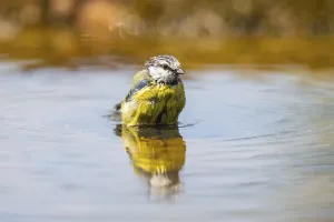 Blue tit (Cyanistes caeruleus) at a water pool