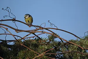 Blue tit (Cyanistes caeruleus) on Wild Vine (Parthenocissus quinquefolia)