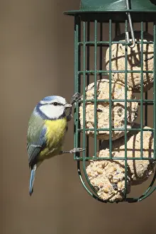 Blue tit (Cyanistes caeruleus) at the winter feeding site