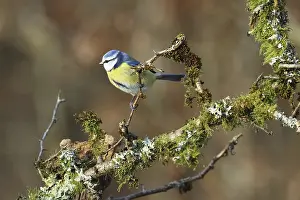 Blue tit, Cyanistescaeruleus, sitting on a branch