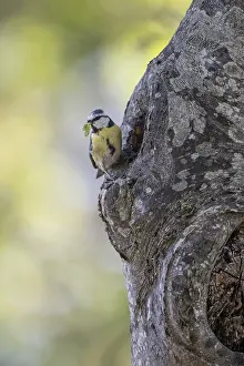 Blue tit (Parus caerulea) at the breeding den