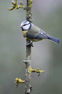 Blue Tit (Parus caerulea), Emsland