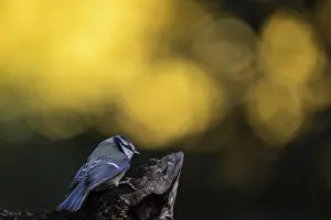 Blue tit (Parus caerulea), Emsland