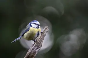 Blue tit (Parus caerulea), Emsland