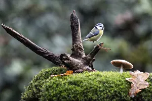 Blue tit (Parus caerulea), Emsland