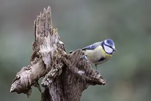 Blue tit (Parus caerulea), Emsland