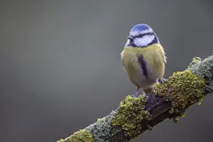 Blue tit (Parus caerulea), Emsland