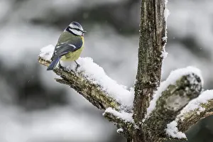 Blue tit (Parus caerulea), Emsland
