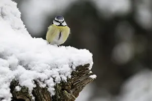 Blue tit (Parus caerulea), Emsland