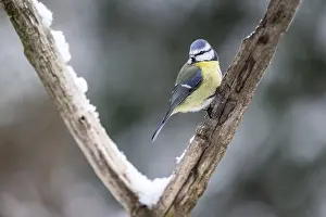 Blue tit (Parus caerulea), Emsland