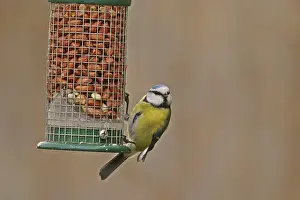 Blue Tit Parus caeruleus