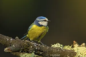 Blue tit (Parus caeruleus)