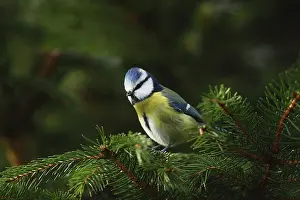 Blue tit, Parus caeruleus