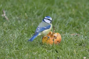 Blue tit (Parus caeruleus) adult