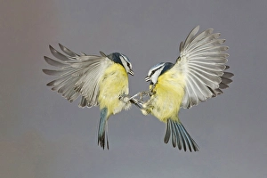 Blue Tit (Parus caeruleus) two adults